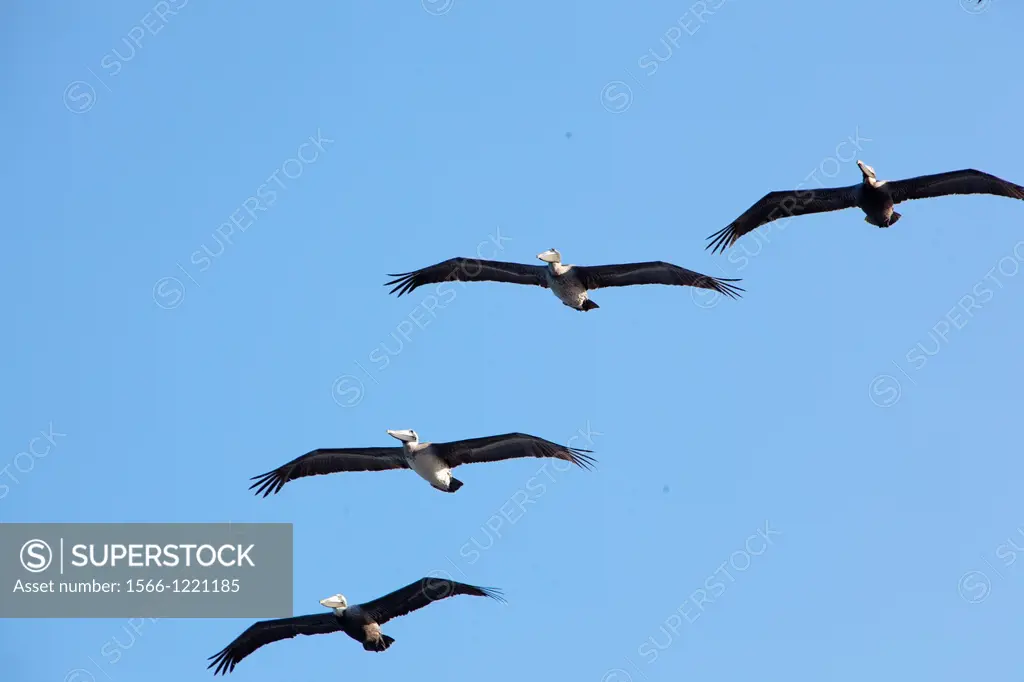 Four pelicans in formation