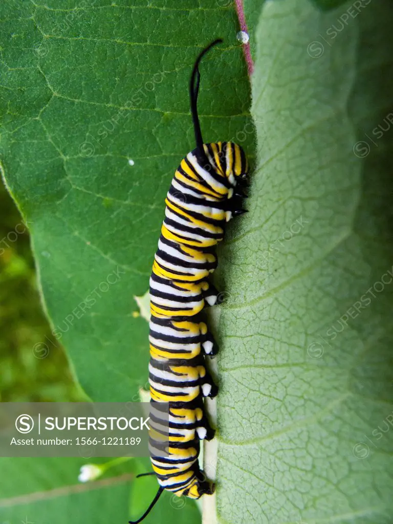 Caterpillar of monarch butterfly