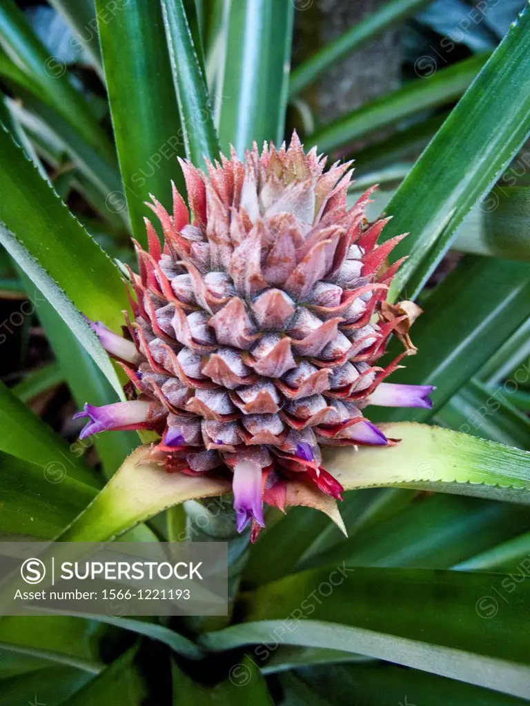 Unripe pineapple fruit