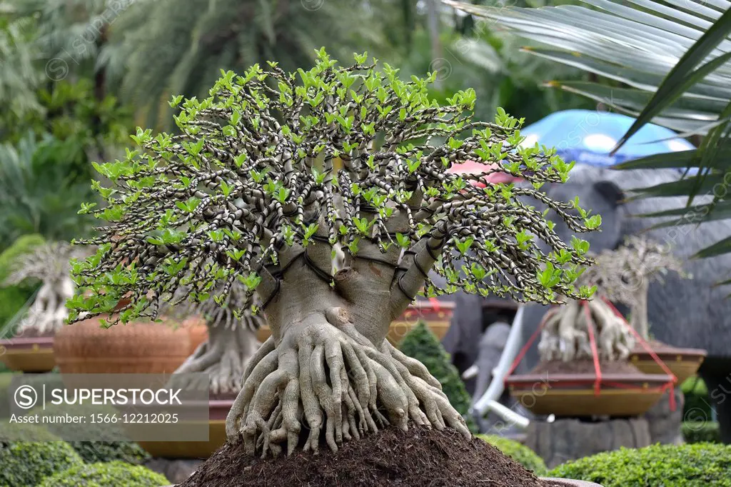 Bonsai tree in a pot at Nong Nooch Village Garden, Thailand