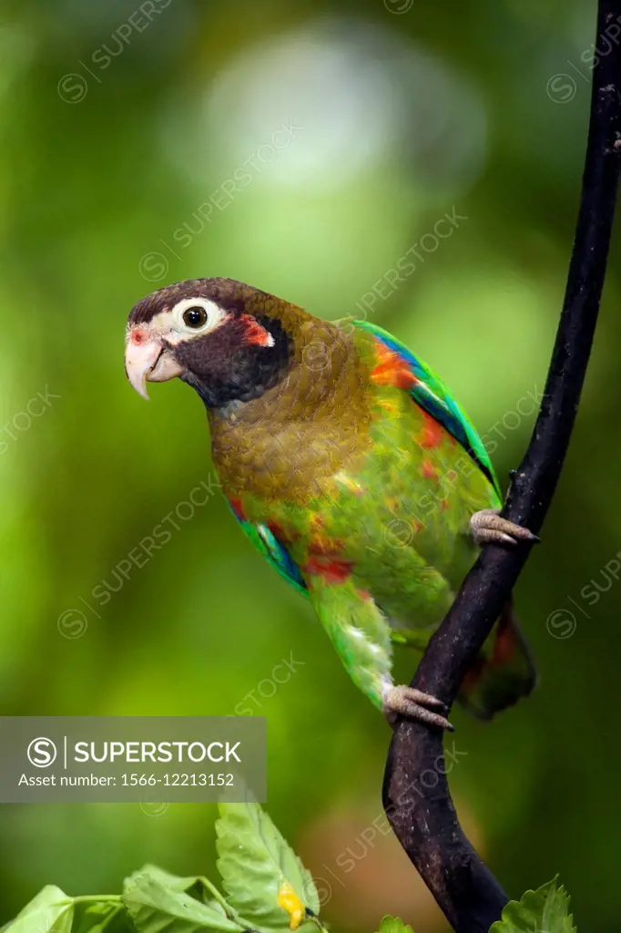 Brown-hooded Parrot (Pyrilia haematotis) - Boca Tapada, San Carlos, Costa Rica.