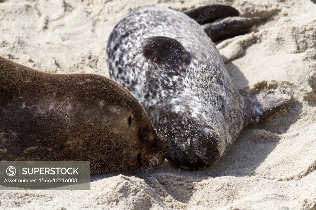 Mom and pup Harbor Seal on the beach in La Jolla, California