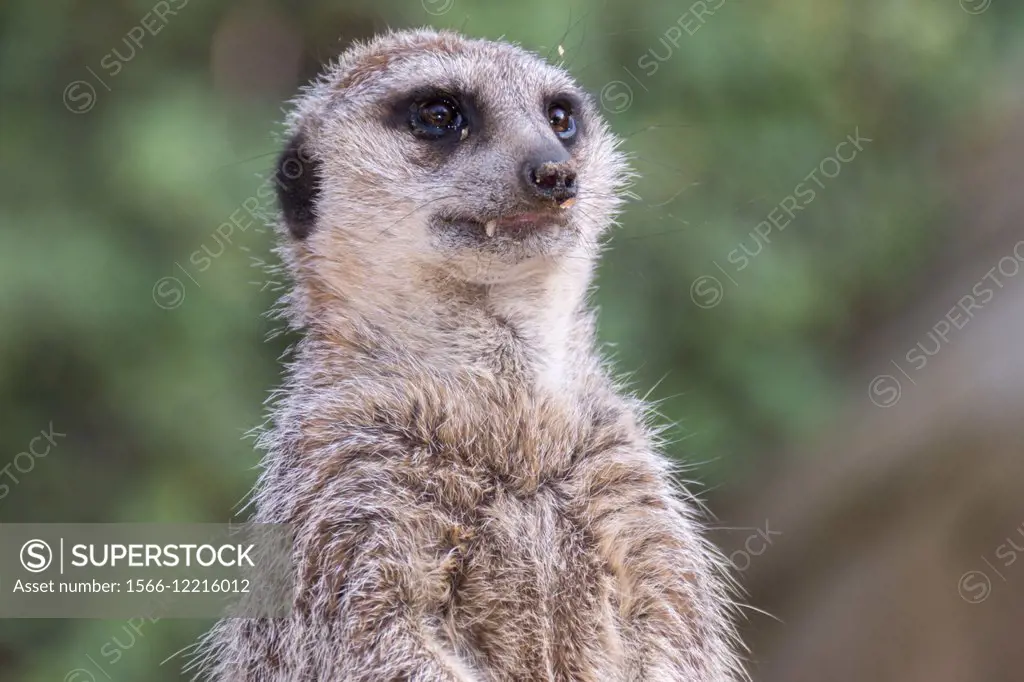 A close-up of a Meerkat being on alert.