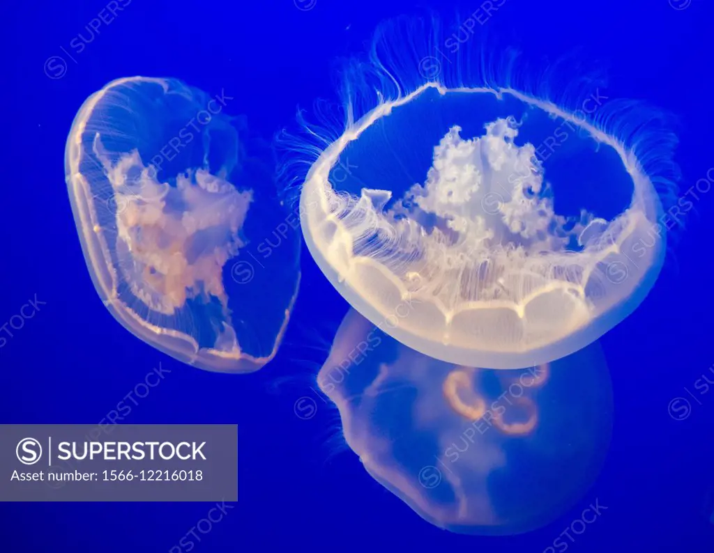 Two white jellyfish in the aquarium