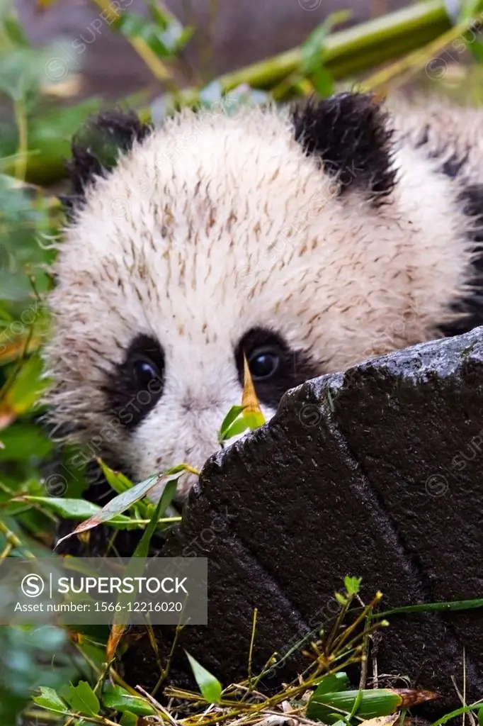 A young Giant Panda Cub looking around a log.