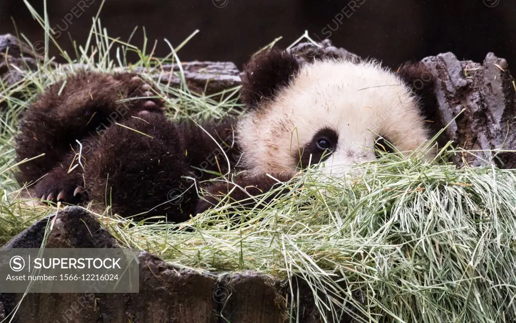 Young Giant Panda laying in hay