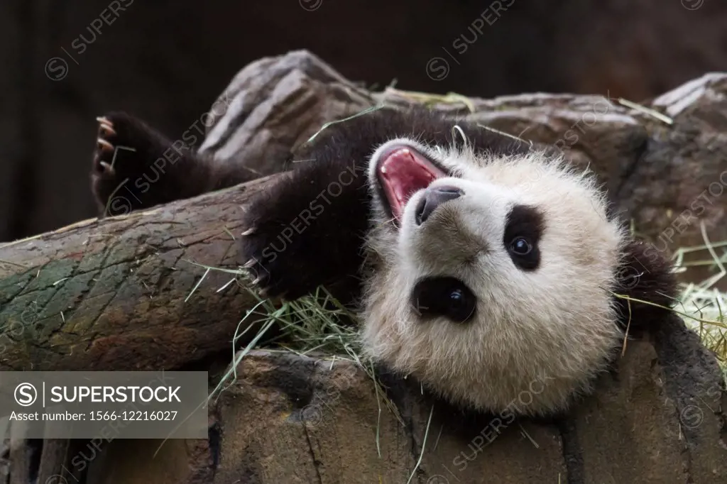 A young Giant Panda laying on its back, tilting its head back smiling