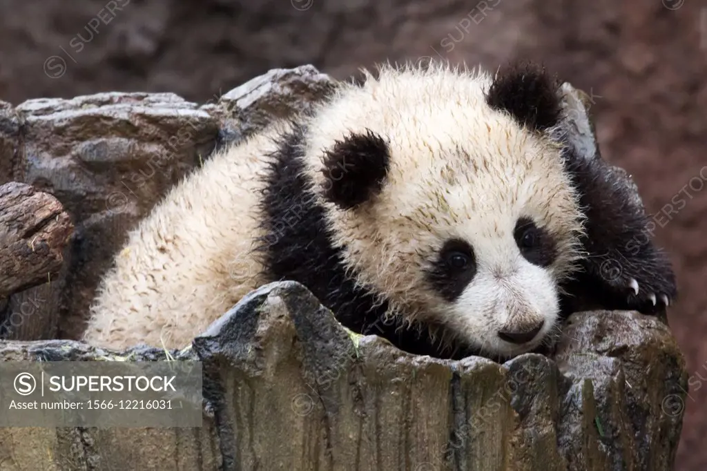 Young Giant Panda moving around in its log