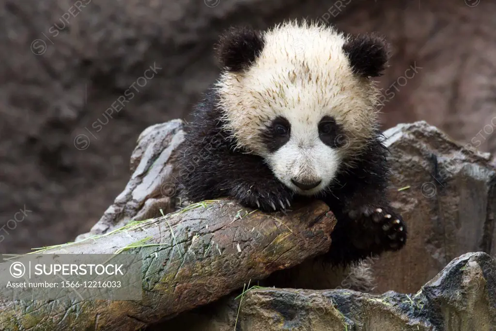 Young Giant Panda getting up on a log