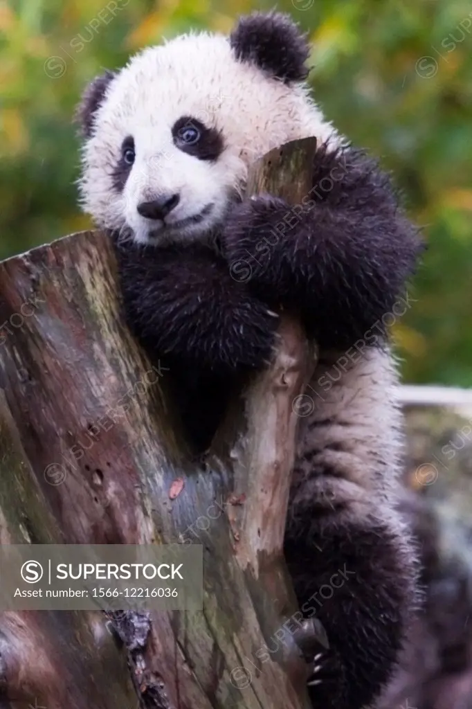 Young Giant Panda cub holding on to a short branch