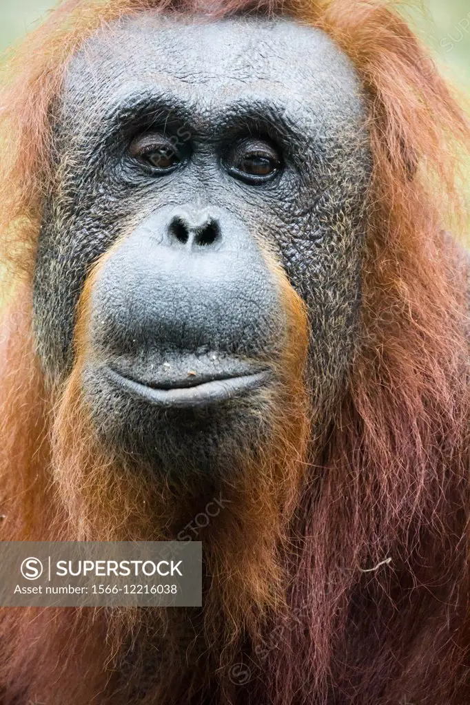 Close-up of a female Orangutan