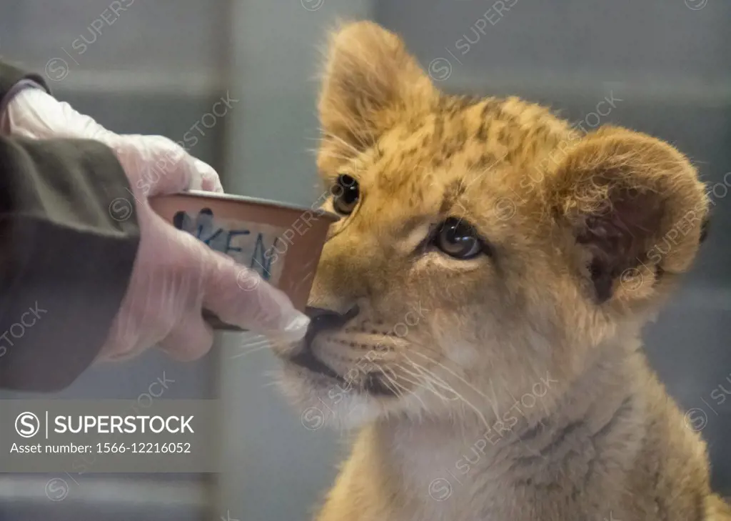 Male three month old lion cub getting fed from its caretaker