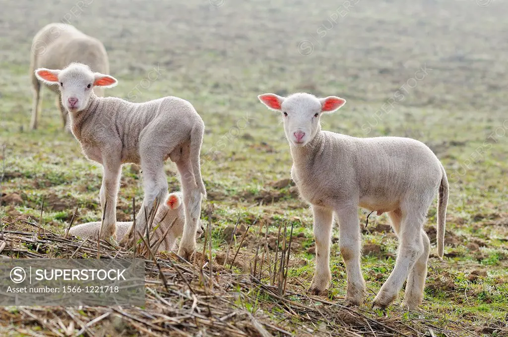 Merino lambs Badajoz province Extremadura Spain