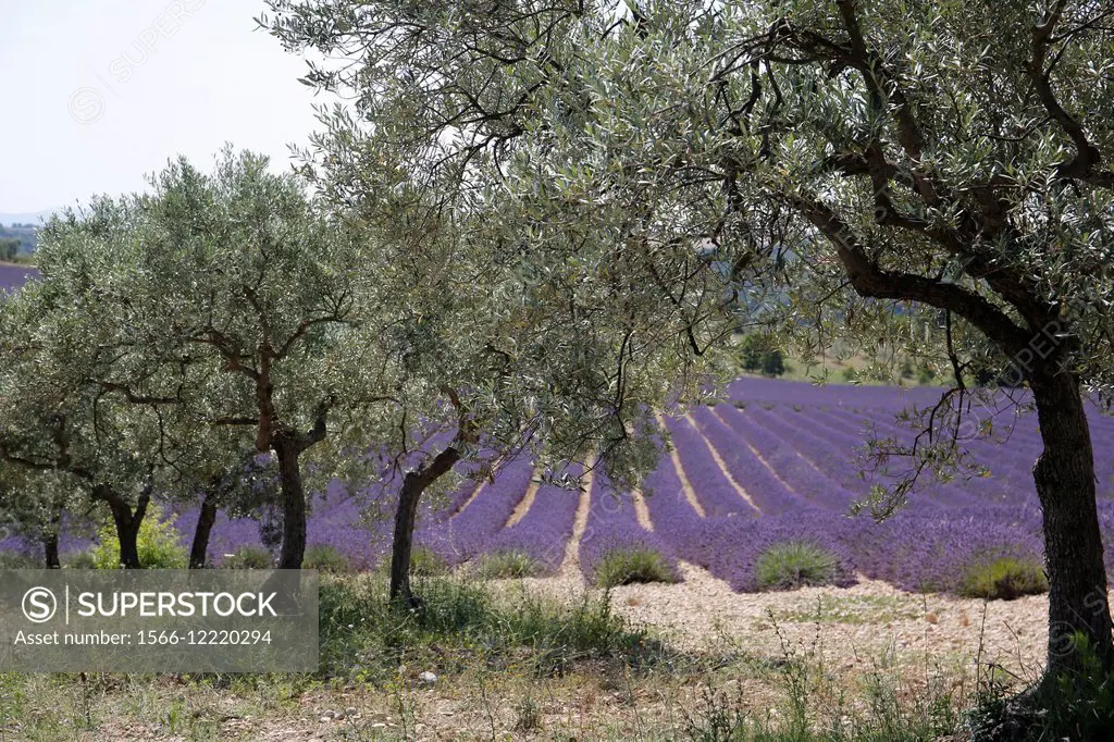 France, Provence, Alpes de Haute Provence (04), ville de Valensole, blossoming lavender fields in summer