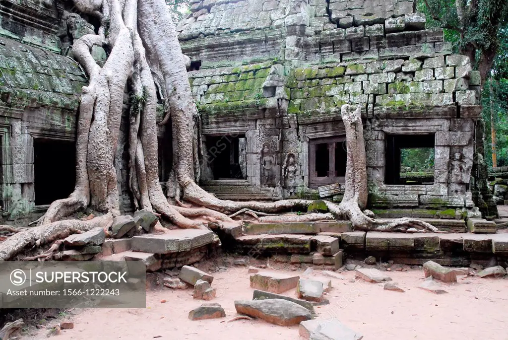 detail of remains of temple with kapok tree at Ta Prohm, Angkor Wat, Cambodia