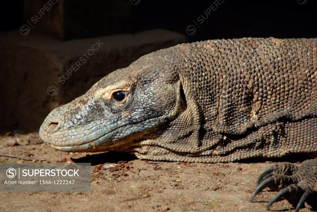 close up of Komodo dragon at Komodo island, Indonesia