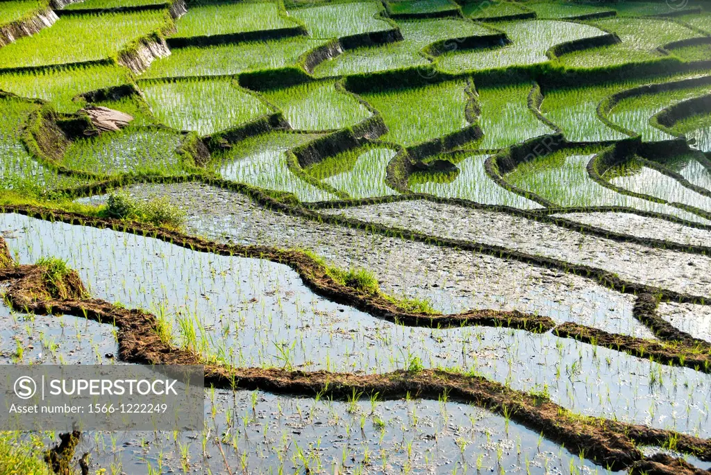 rice terraces or sawas at Flores, Indonesia