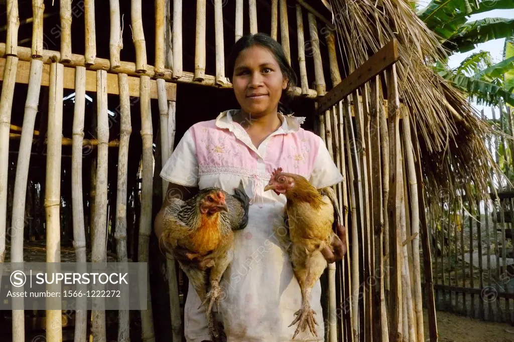 CAMBODIA. Projects of Caritas Cambodia, funded by SCIAF. Chas Srack 27, a beneficiary with chickens and pigs  She has two children and is pregnant  Sh...