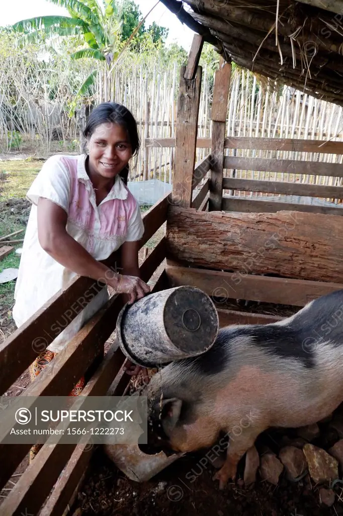 CAMBODIA. Projects of Caritas Cambodia, funded by SCIAF. Chas Srack 27, a beneficiary with chickens and pigs  She has two children and is pregnant  Sh...