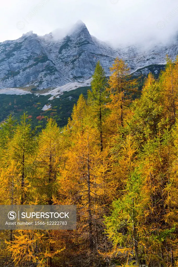 Fall colors, Triglav National Park, Trenta Valley, Julian Alps, Municipality of Bovec, Slovenia, Europe.