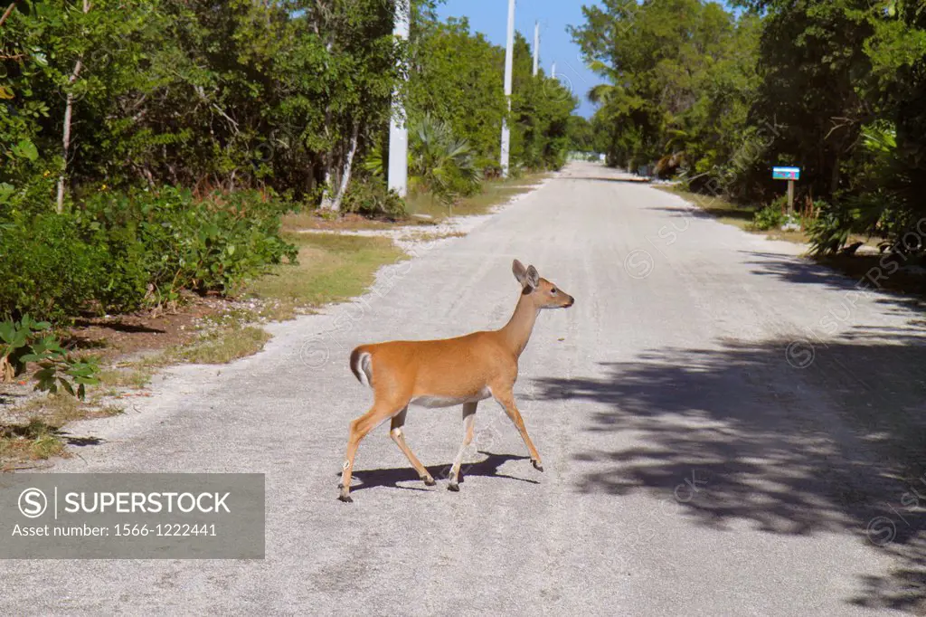 Florida, Florida Keys, No Name Key, key deer, endangered, female, crossing road,