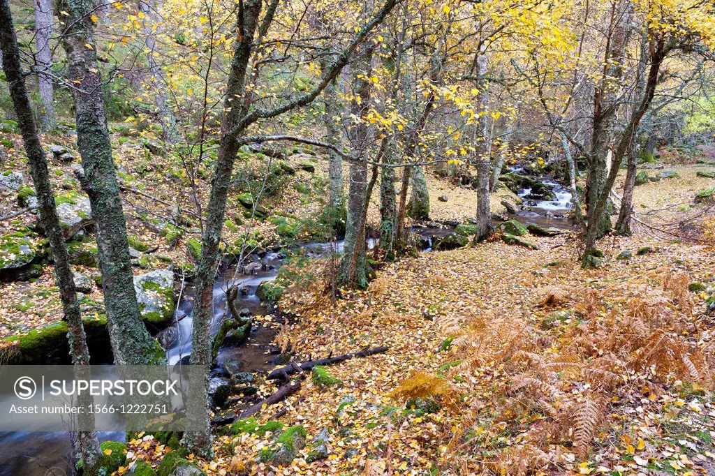 Sestil de Maillo stream in the Sierra de Guadarrama  Canencia  Madrid  Spain