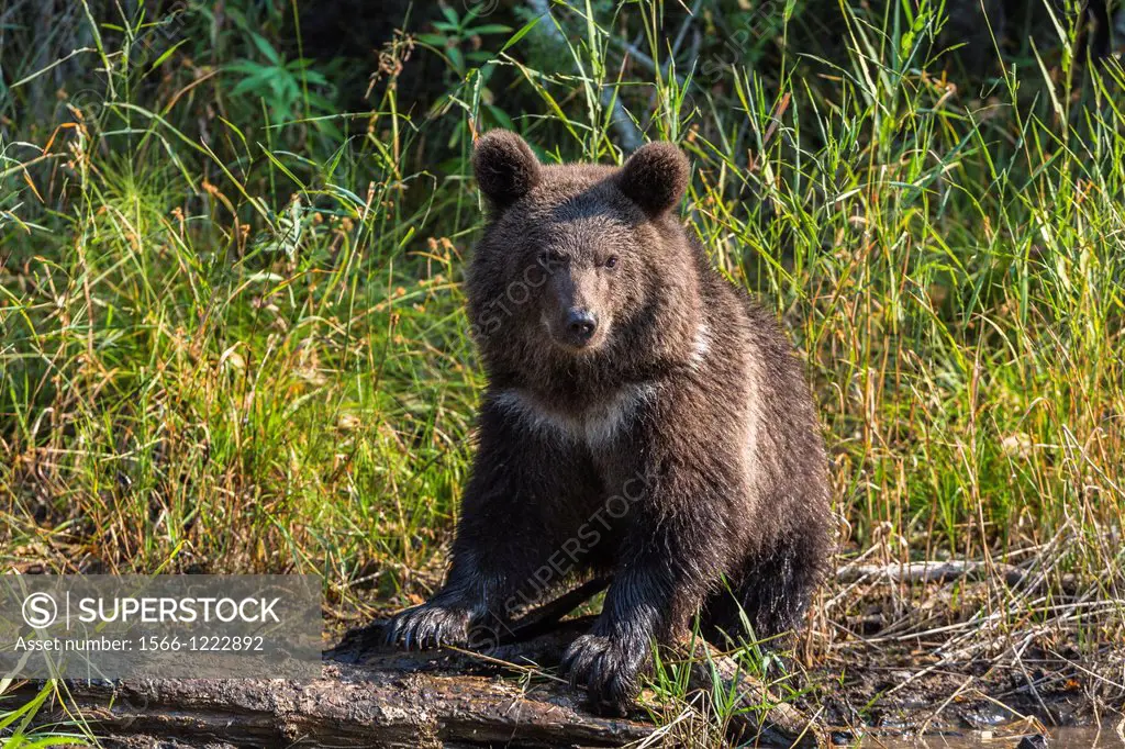 Young grizzly bear Ursus arctos horribilis at the shore of a pond, captive, Montana, USA