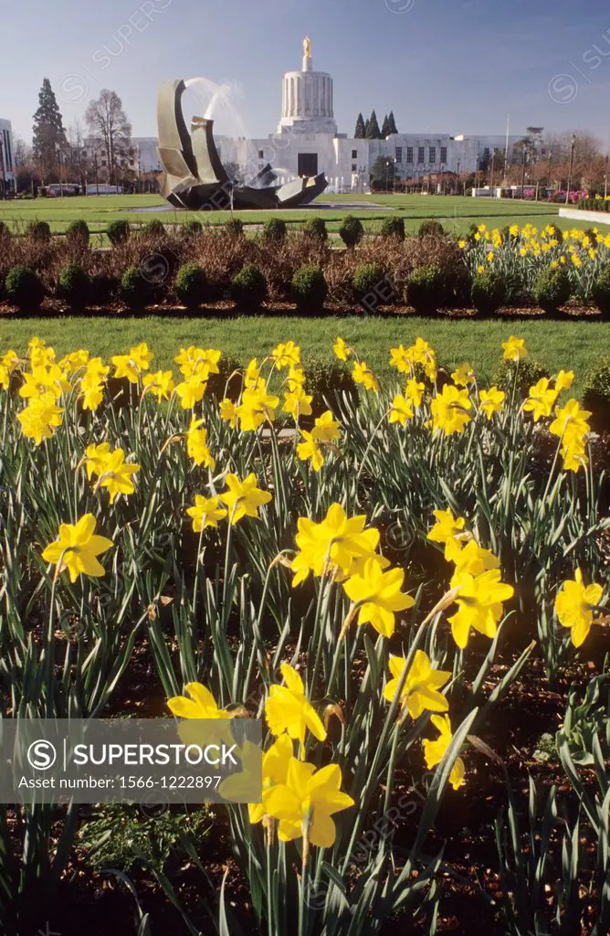 Oregon State Capitol with daffodils, State Capitol State Park, Salem, Oregon