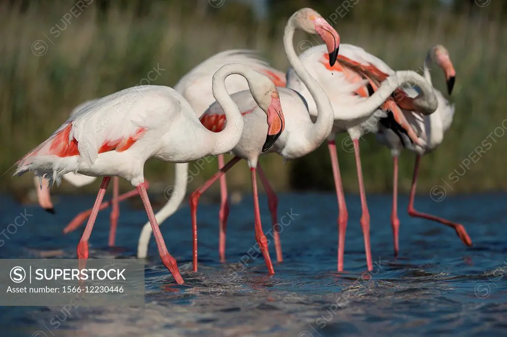 Greater flamingos (Phoenicopterus ruber), group in shallow water, Camargue, France.