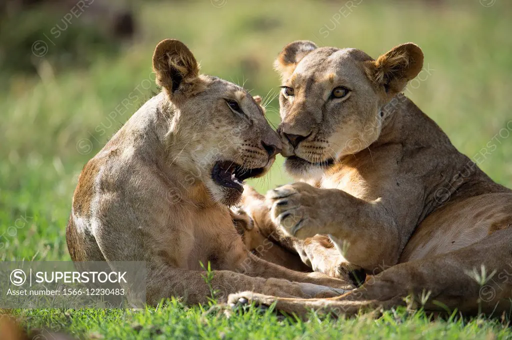 Lion (Panthera leo), playing cubs, Samburu National Reserve, Kenya.