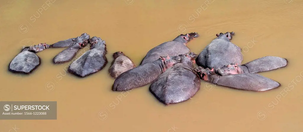 Hippopotamus Hippopotamus amphibius  pod relaxing in the Mara River, Maasai Mara  Africa, East Africa, Kenya, December