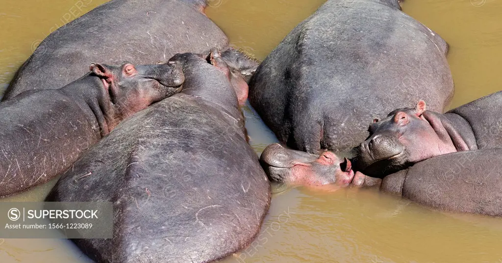 Hippopotamus Hippopotamus amphibius  pod relaxing in the Mara River, Maasai Mara  Africa, East Africa, Kenya, December