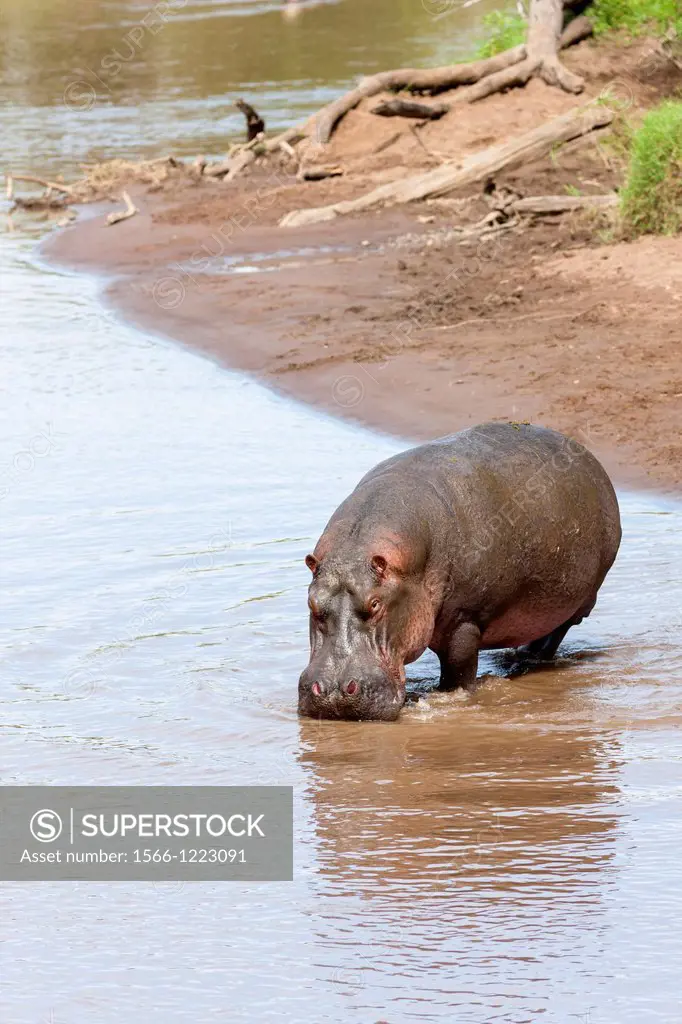 Hippopotamus Hippopotamus amphibius on the banks of the Mara River, Maasai Mara  Africa, East Africa, Kenya, December