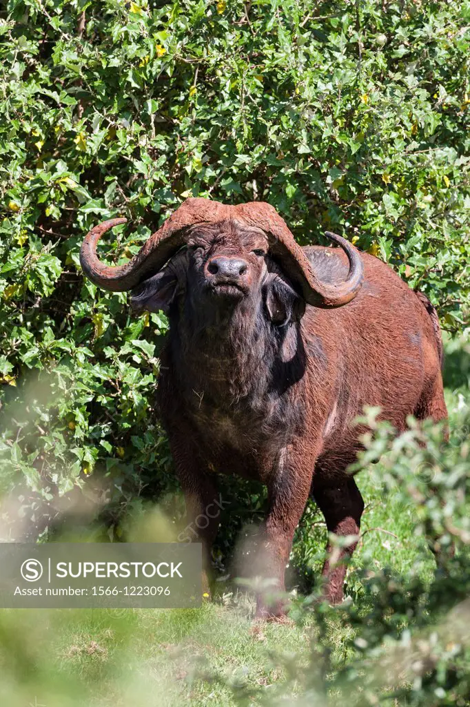 African Buffalo Syncerus Caffer or Cape buffalo in the woodlands of the Aberdare NP in Kenya  Africa, East Africa, Kenya, Aberdare NP, December