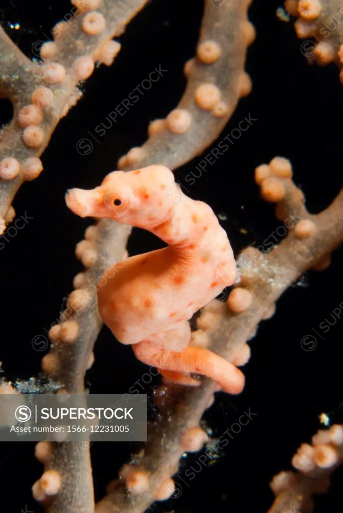 Pygmy seahorse - Hippocampus bargibanti -Moalboal - Cebu - Philippines.