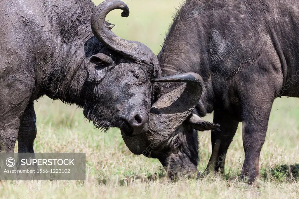 African Buffalo Syncerus Caffer or Cape buffalo in the Maasai Mara Masai Mara in Kenya  Two bulls head butting in a duel  Africa, East Africa, Kenya, ...