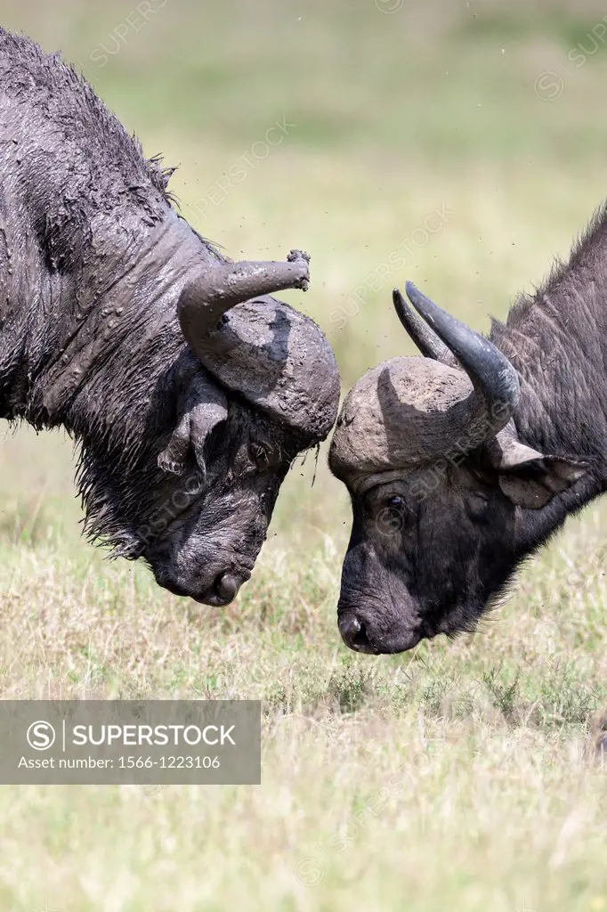 African Buffalo Syncerus Caffer or Cape buffalo in the Maasai Mara Masai Mara in Kenya  Two bulls head butting in a duel  Africa, East Africa, Kenya, ...