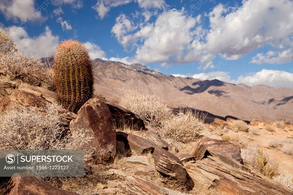 cactus in the landscape at Palm Canyon, Palm Springs, California, United States of America, USA