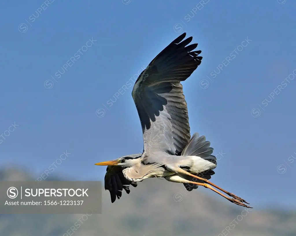 Grey Heron - Ardea cinerea, Crete