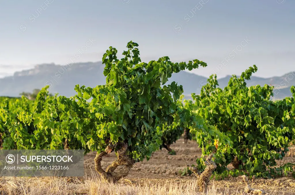 Vineyards of La Rioja, Spain