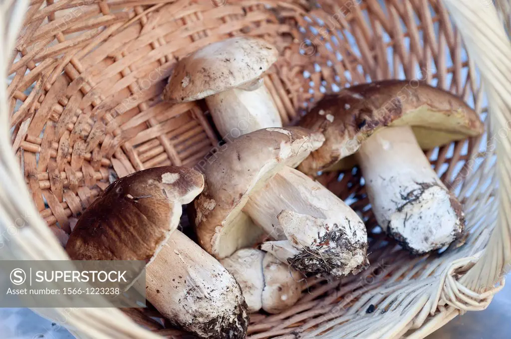 Mushroom Boletus edulis:Navaleno-Soria-Spain-Europe.