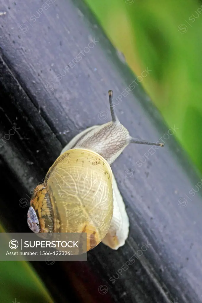 Helicidae, Roman snail, Edible snail, Vineyard snail, Helix aperta, Burrowing snail