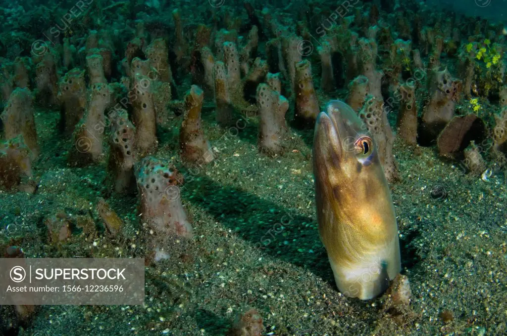 Bigeye conger blending in with sponge field, Ariosoma anagoides, Lembeh Strait, Bitung, Manado, North Sulawesi, Indonesia, Pacific Ocean.