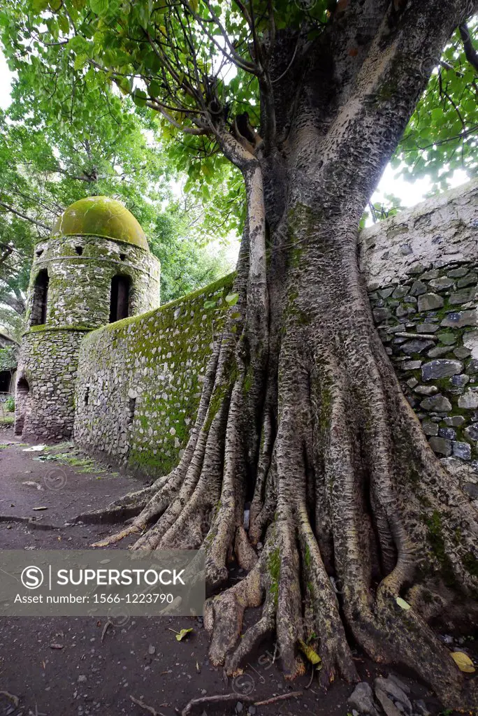 Ethiopia. Interesting trees and roots at Fasilada´s Bath, Gonder.