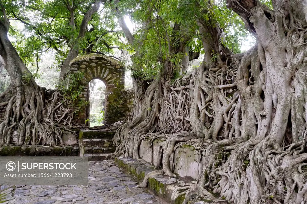 Ethiopia. Interesting trees and roots at Fasilada´s Bath, Gonder.