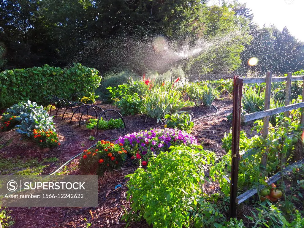Organic vegetable and flower garden with sprinkler