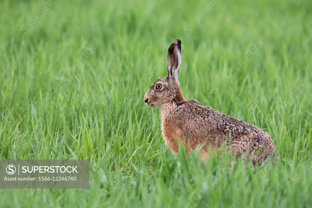 Brown hare (Lepus europaeus).