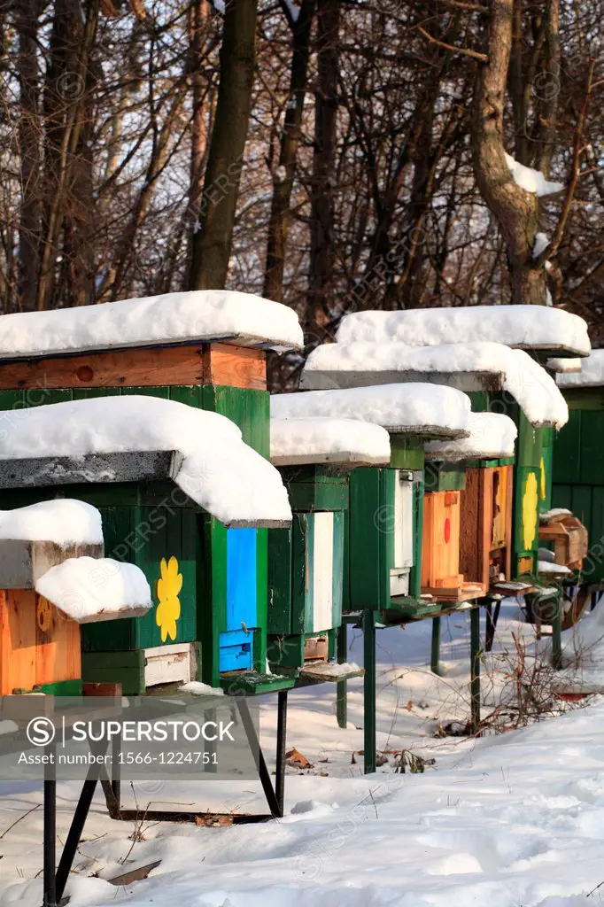 Apiary with wooden beehives on a sunny winter day, Male Karpaty, Slovakia