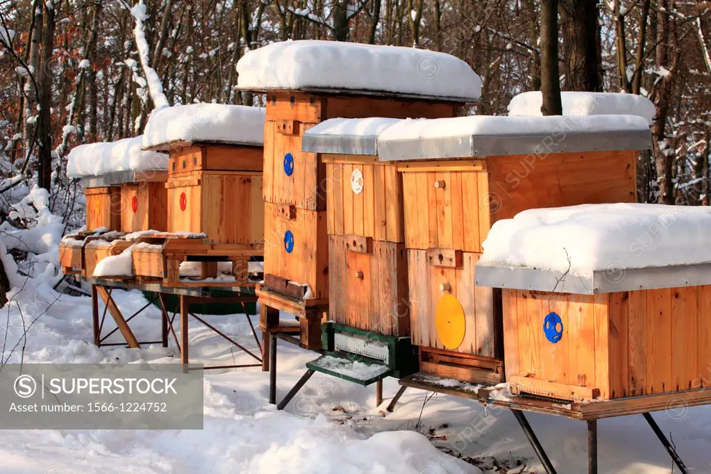 Apiary with wooden beehives on a sunny winter day, Male Karpaty, Slovakia