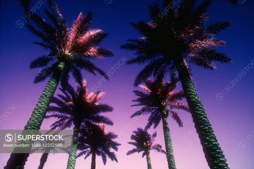 Palmtrees, Beverly Hills, California, USA.
